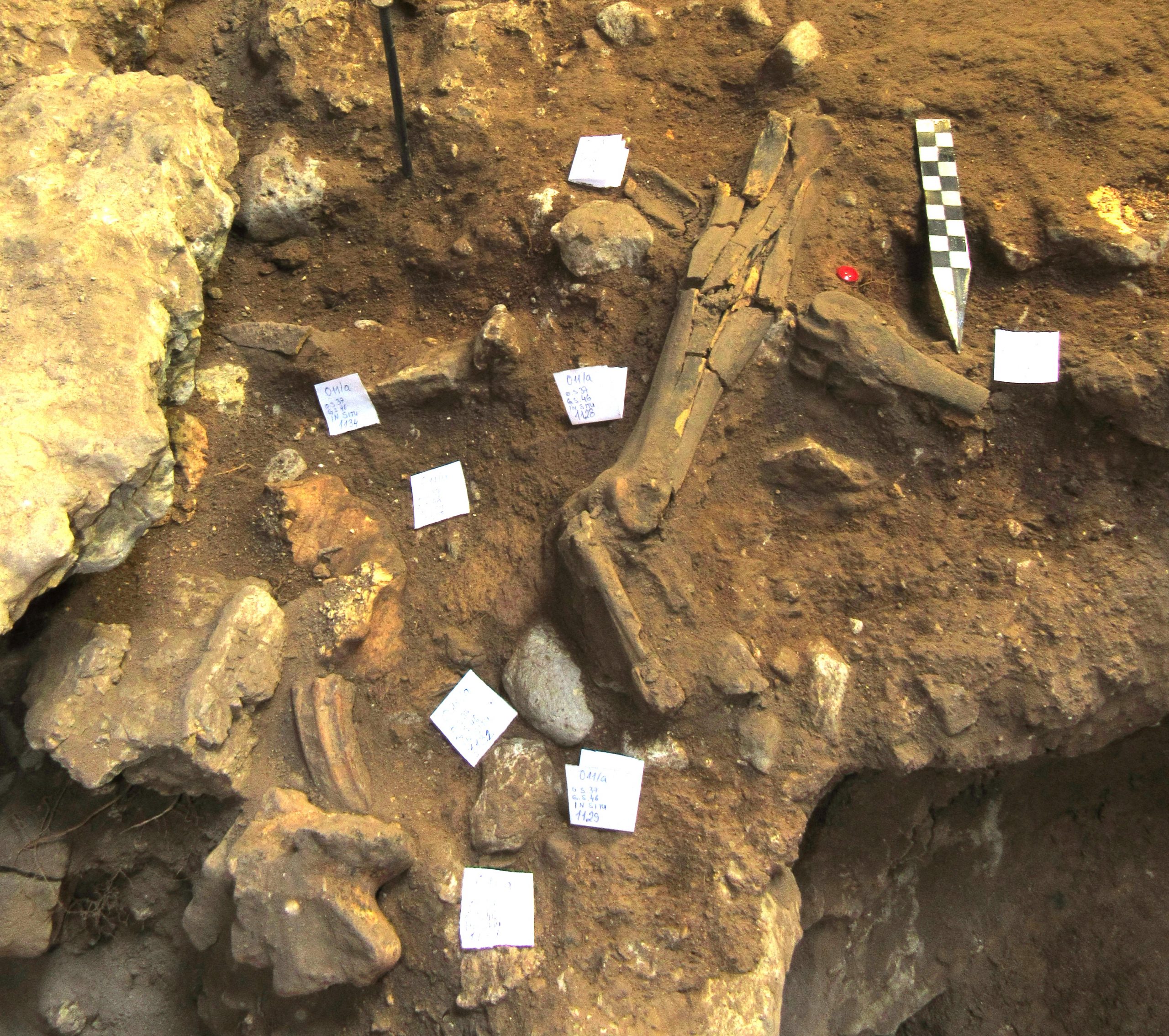 Nova saznanja o oralnom mikrobiomu neandertalaca 3