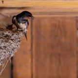 Počelo takmičenje "Domaćinstvo koje su laste izabrale" 10