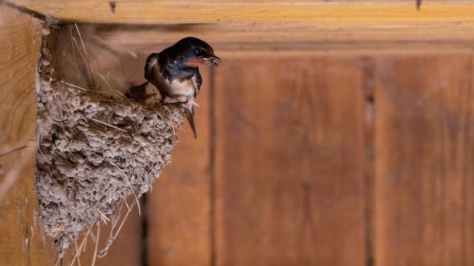 Počelo takmičenje "Domaćinstvo koje su laste izabrale" 1
