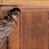 Do 6. juna traje takmičenje "Domaćinstvo koje su izabrale laste" 1