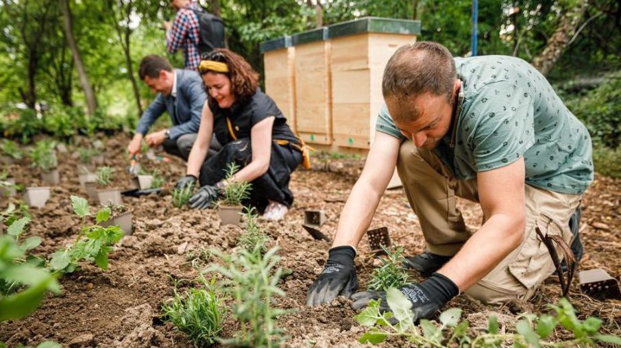 Medeni vrt kod Silosa Beograd 1