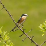 Šta je biodiverzitet i zašto je važan? 6