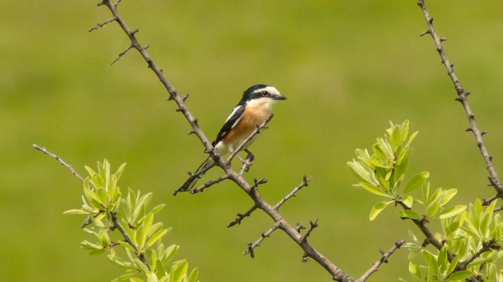 Otkrivena nova vrsta ptice za područje Srbije, dugorepi svrčak 1