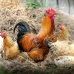 Leti perje na sve strane, banda od 100 divljih kokošaka teroriše selo u Engleskoj 13
