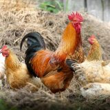Sanitarne vlasti SAD: Nemojte ljubiti i maziti svoje kokoške 7