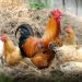 Leti perje na sve strane, banda od 100 divljih kokošaka teroriše selo u Engleskoj 6
