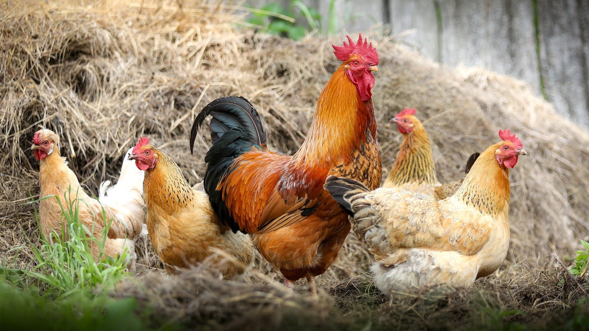 Leti perje na sve strane, banda od 100 divljih kokošaka teroriše selo u Engleskoj 11