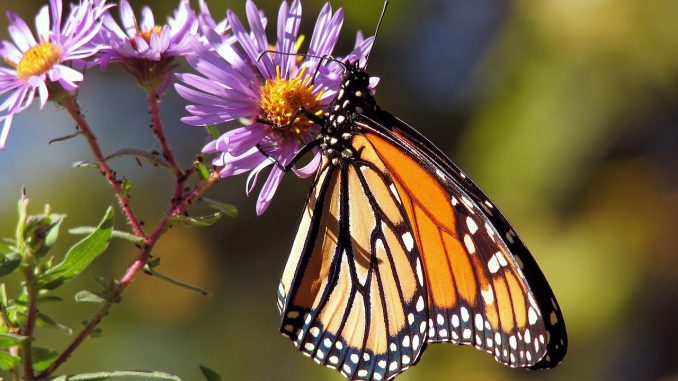 Malo poznate činjenice o krilima leptira 1