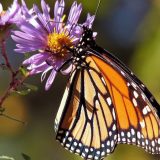 Malo poznate činjenice o krilima leptira 1