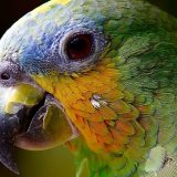 Svedočenje papagaja poslalo ubice na doživotnu robiju 17