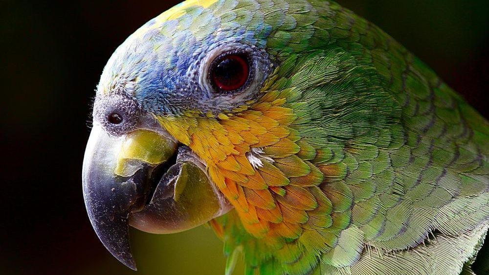 Svetski dan papagaja: Po čemu se razlikuju od ostalih ptica? 1