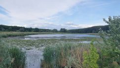 Skup građana na Bari Reva: Ovde se bukvalno zatrpava drveće (FOTO) 3