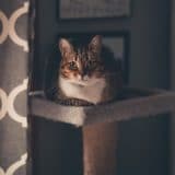 Kako sprečiti mačke da unište zavese? Zebra zavese mogu biti rešenje! 4