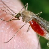 Korona virus, Beograd, teorije zavere i nasilje: Zašto ljudi veruju da Gradska čistoća zaprašuje Kovidom-19, a ne protiv komaraca 5