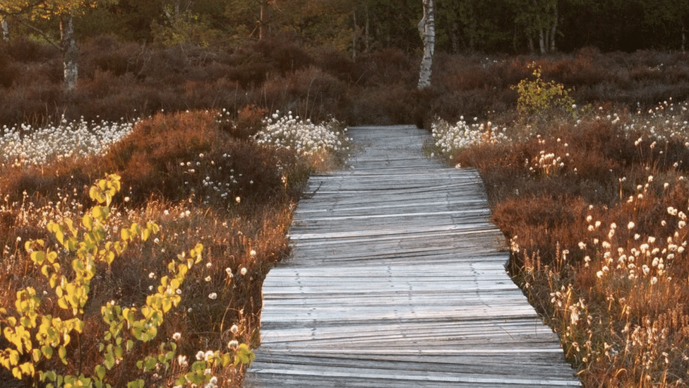 Životna sredina i Irska: Odluka o napuštanju prljavog goriva - deca svesna da to mora da se uradi 1 Boardwalk over a peat bog
