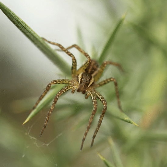 Životna sredina i Irska: Odluka o napuštanju prljavog goriva - deca svesna da to mora da se uradi 4 A raft spider, Ireland's largest arachnid, is finding a new home amid restored bogs