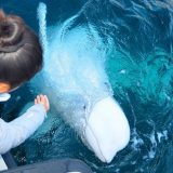 Rusija, životinje i špijunaža: Hvaldimir - traženje utočišta za kita proglašenog ruskim špijunom 6