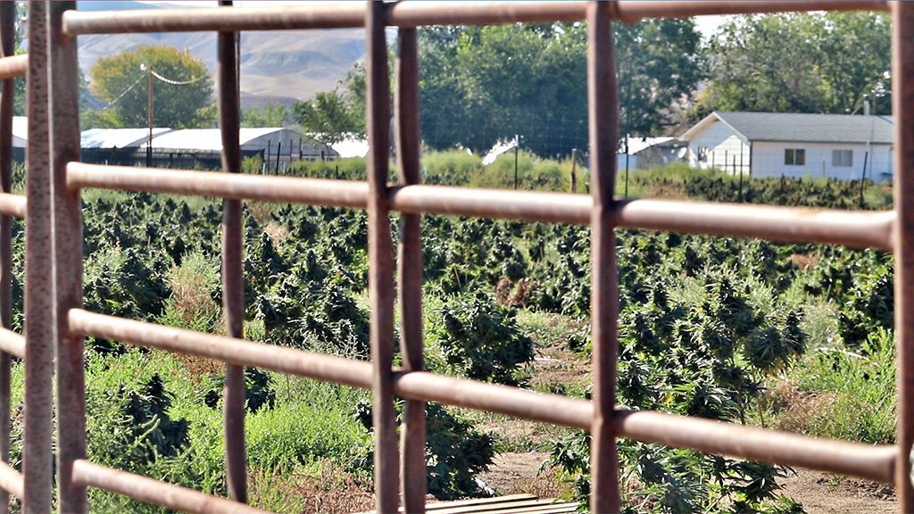 Amerika i uzgoj kanabisa: Kineski snovi na zemlji američkih Indijanaca 20 Booming cannabis plants at a farm in Shiprock, New Mexico last summer