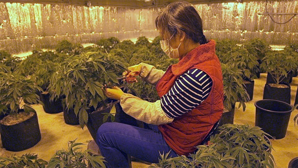 Amerika i uzgoj kanabisa: Kineski snovi na zemlji američkih Indijanaca 27 A Chinese worker trims a marijuana plant at Aaron's cannabis farm in Oklahoma