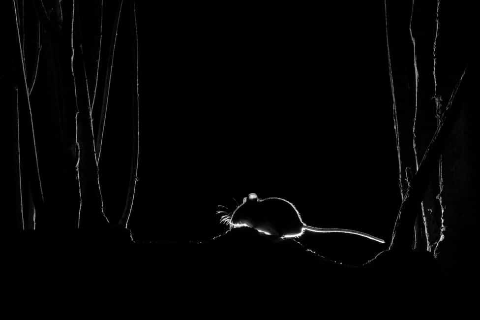 Fotografija i životinje: Najbolje iz prirode za 2021. godinu 3 A silhouette of a little mouse at night