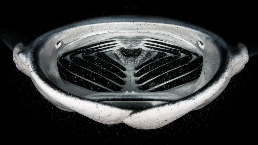 Fotografija i životinje: Najbolje iz prirode za 2021. godinu 7 A manta ray fish opens its mouth wide