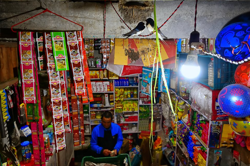 Fotografija i životinje: Najbolje iz prirode za 2021. godinu 8 Laste prave društvo prodavcu