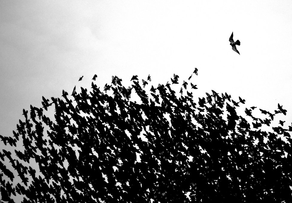 Fotografija i životinje: Najbolje iz prirode za 2021. godinu 10 A starling murmuration