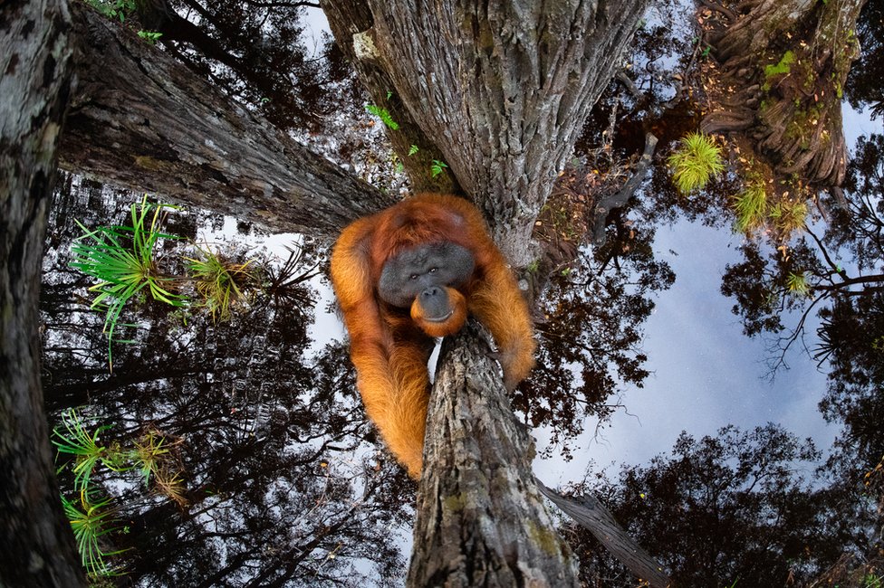 Fotografija i životinje: Najbolje iz prirode za 2021. godinu 1 Fotografija orangutana koji se popeo na drvo i koji se ogleda u vodi ispod