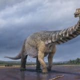 Dinosaurusi i Australija: Naučnici kažu da su otkrili novu najveću vrstu - dugačak kao teren za košarku 7