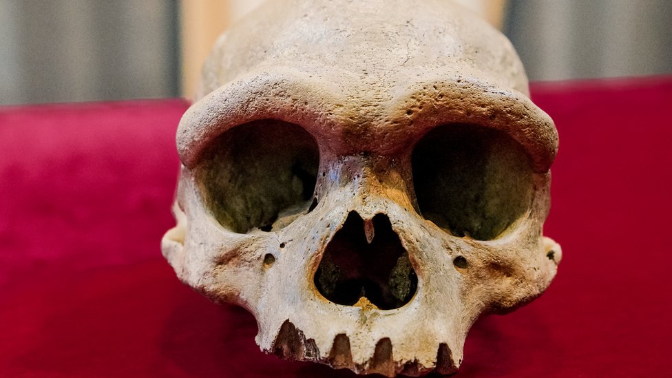Kina, nauka i civilizacija: Da li je zmajoliki čovek jedan od naših najbližih predaka 1 Dragon Man Skull
