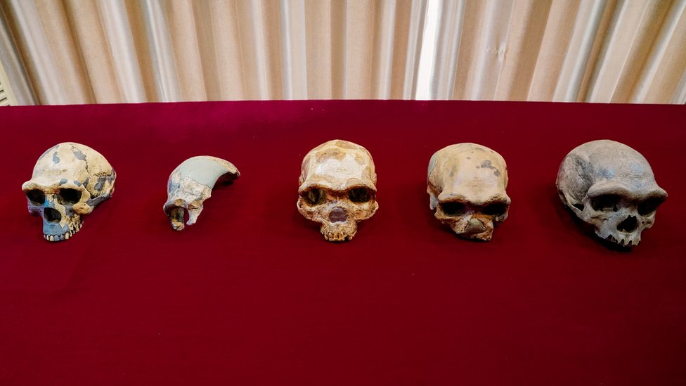 Kina, nauka i civilizacija: Da li je zmajoliki čovek jedan od naših najbližih predaka 4 Evolution of Dragon Man