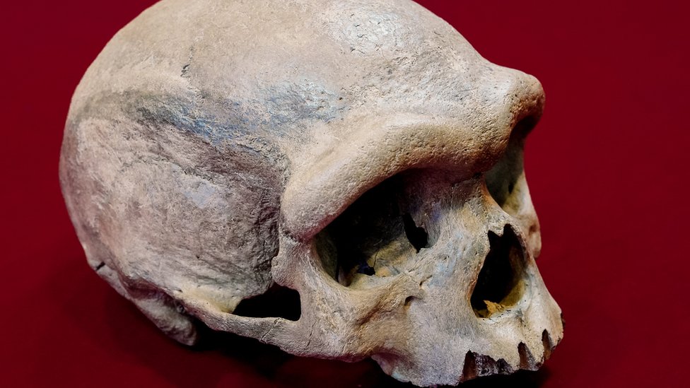 Kina, nauka i civilizacija: Da li je zmajoliki čovek jedan od naših najbližih predaka 3 Dragon Man Skull