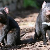 Australija i životinje: Borba za opstanak - kako je tasmanijski đavo zbrisao koloniju patuljastih pingvina 8