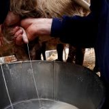 Država kasni s uplatom premija, proizvođači mleka pred bankrotom 15