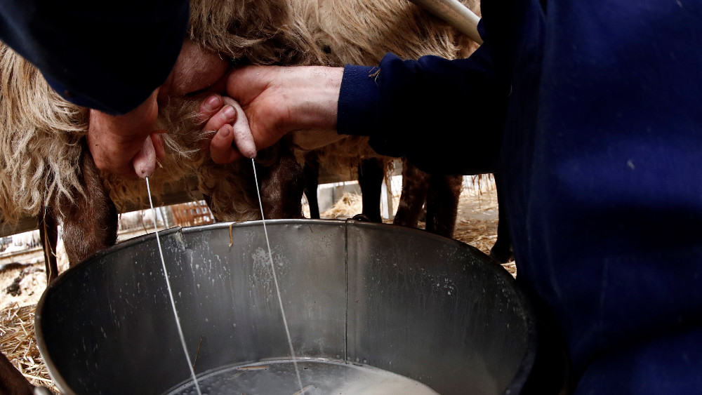 Farmeri u Srbiji zbog jeftinog mleka rasprodaju krave 1