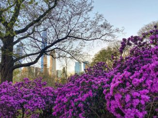 U Njujorku sam doživela istinski vajb multikulturalizma 3