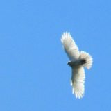 Beli mišar prvi put snimljen u Srbiji, u okolini Šida 8