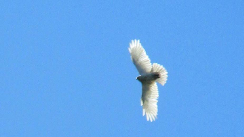 Beli mišar prvi put snimljen u Srbiji, u okolini Šida 1