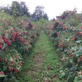 Pribojski malinari se nadaju ceni od 2,5 evra po kilogramu 2