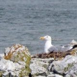 Nakon 120 godina morski galeb se ponovo gnezdi u Srbiji 6