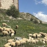 Sindikat poljoprivrede Srbije: Strahujemo da će Al Dahra ugasiti stočarsku proizvodnju u PKB-u 14