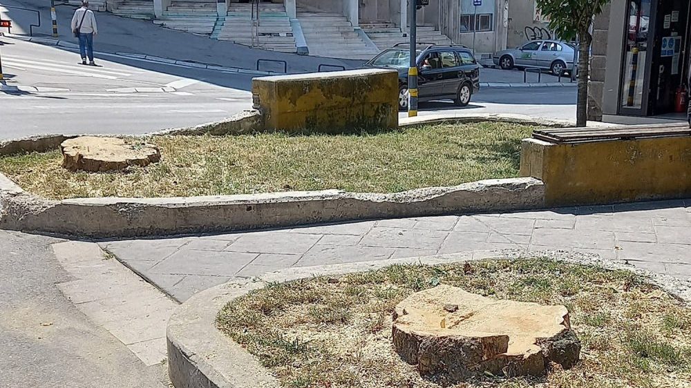 Staro drveće smeta novom kružnom toku   1