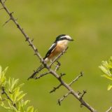 Francuska proglasila lov ptica lepkom ilegalnim 2