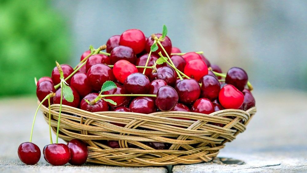Izvoz koštičavog voća iz čačanskog kraja na rusko tržište ponovo dozvoljen 1