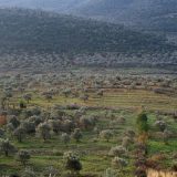 Sirija (3): Pesma na zrnu pšenice 7
