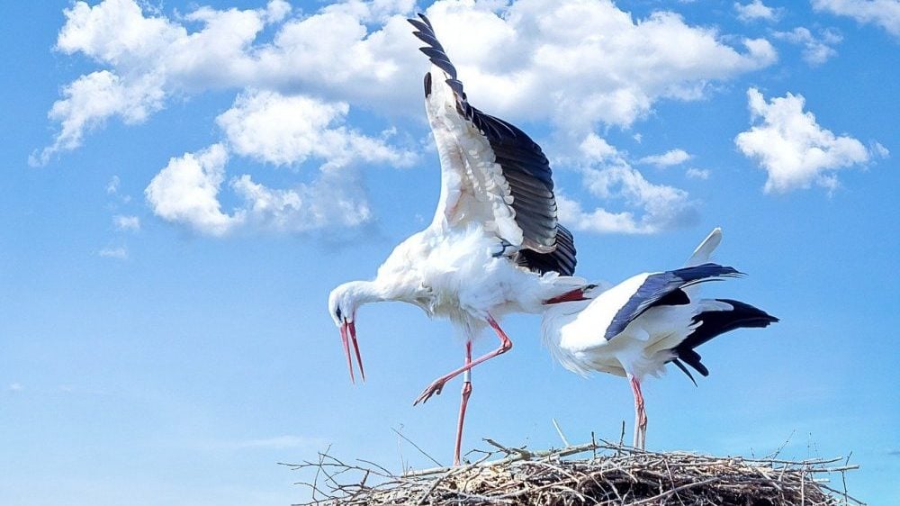 U Crnoj Gori nestali lešinari, ugrožene rode, sivi sokolovi 1