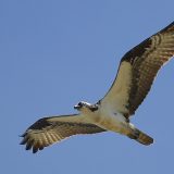 Ženka orla belorepana ponovo u prirodi 1