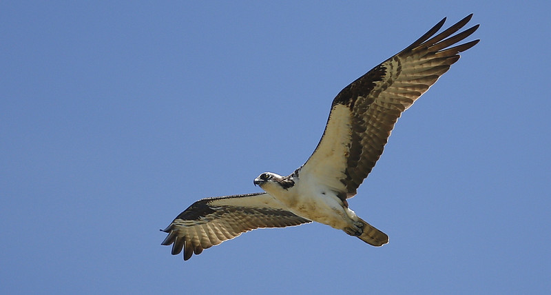 Ženka orla belorepana ponovo u prirodi 1