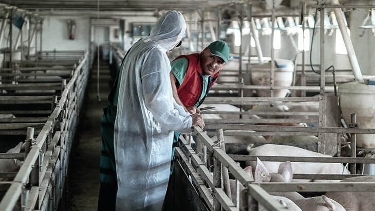 Sela Orlja i Bazovik kraj Pirota područja zaražena afričkom kugom svinja 1