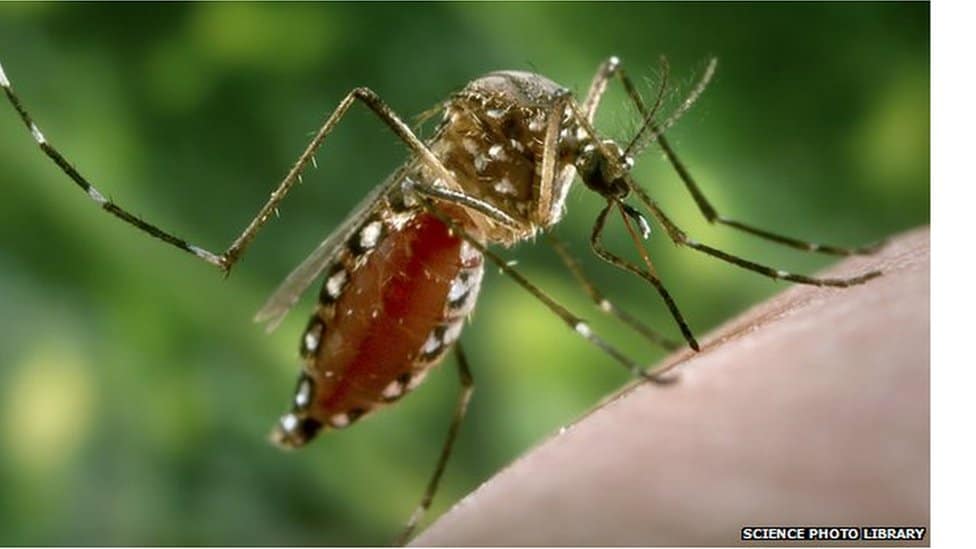 Komarci u Srbiji Imamo li razloga da se plašimo virusa Zapadnog Nila